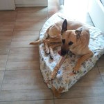 E vai così! Anche Matilde ha trovato casa! 
Buona vita bravissima cagnolona!