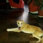 Sasha: salvata dalla Sicilia ora finalmente è amata in una casa, è un  piccolo terremoto..