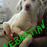 Sebastian