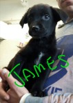 james