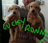 lucky e ronny