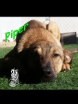 Piper
