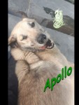 Apollo