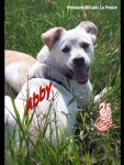 Abby
