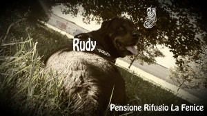 Rudy