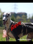 Ginevra
