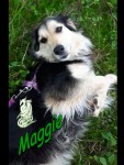 Maggie