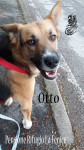 Otto