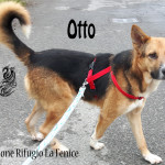 Otto