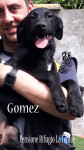 Gomez