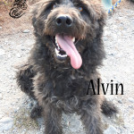 Alvin