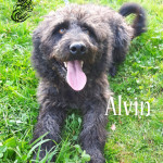 Alvin