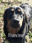 Francine