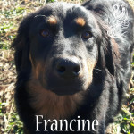 Francine