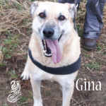 Gina