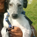 Kiba