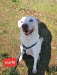 Marta