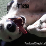 Athena