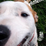 Athena