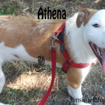 Athena