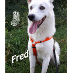 Fred