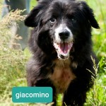 Giacomino