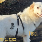 Heidi