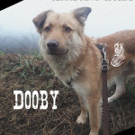 Dooby