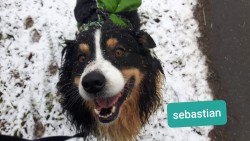 Sebastian