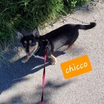 Chicco