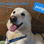 Pongo