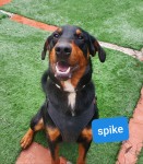 Spike