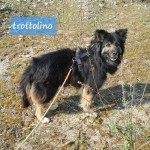 Trottolino