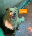Cesare