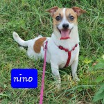 Nino