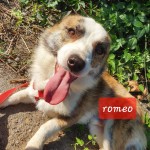 Romeo