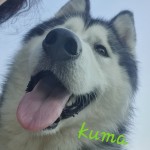 kuma