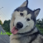 Kuma