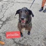 Priscilla