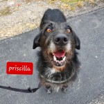 Priscilla