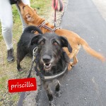 Priscilla