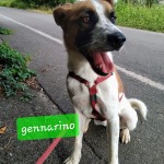 Gennarino