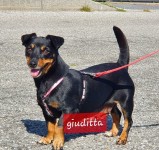 Giuditta