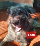 Leon