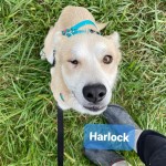 Harlock