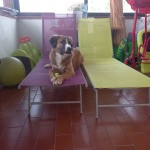 Arrivavi da un canile con il tuo fedele compagno Balto. Avete condiviso un gran pezzo di vita insieme, ma una volta cresciuti volevate i vostri spazi. ti sei dimostrato sempre come un cucciolo giocherellone, dolce e socievole. L’unica cosa che ti mancava era una casa, ma dopo un po’ di tempo è arrivata anche quella.
Buona vita tenero Gerry.
La Fenice