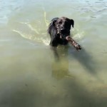 La tua mamma era salita da noi e ha trovato presto casa. Come lei anche tu hai fatto questo viaggio della speranza e sei arrivato qua. Un piccolo peloso scuro e tigrato, tutto pepe e gioia che cercava una casa. Nonostante la lunga attesa che hai avuto, nonostante le infinite richieste per te, non arrivava mai la famiglia giusta. Ma poi sono LORO che hanno saputo amare quel tuo essere: esuberante, coccolone e cacciatore di capelli legati.
Buona vita piccolo Cody.
La Fenice