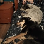 Dolce, coccolone e solare.
Il cane perfetto insomma, l'unica cosa che ti mancava era una famiglia tutta TUA. Infatti dopo poco tempo sono arrivati LORO che ti hanno amato sin da subito.
Ora non possiamo far altro che augurarti una splendida vita gigante dal cuore buono.
La Fenice