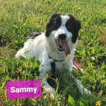 Sammy