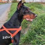 Zeus